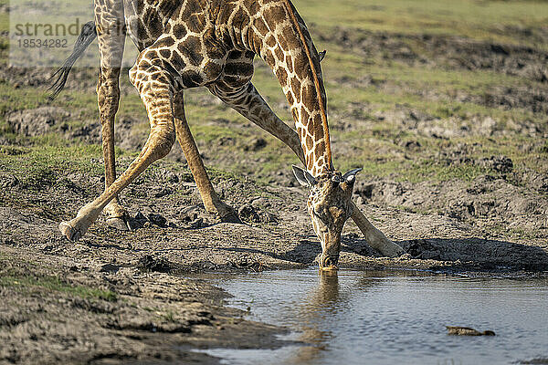 Nahaufnahme einer männlichen Südlichen Giraffe (Giraffa giraffa angolensis) beim Trinken im Chobe National Park; Chobe  Botswana