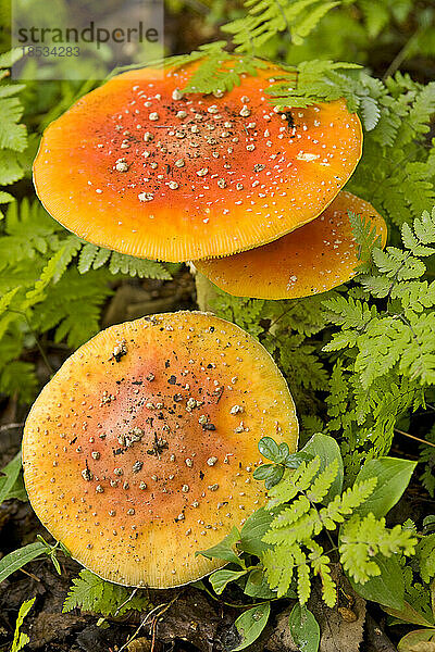 Amanita muscaria-Pilze in einem Bett aus Farnen im Alaska Botanical Garden; Anchorage  Alaska  Vereinigte Staaten von Amerika