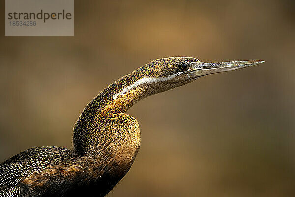 Nahaufnahme von Kopf und Hals der Afrikanischen Schlangenhalsvögel (Anhinga rufa) im Chobe-Nationalpark; Chobe  Botsuana