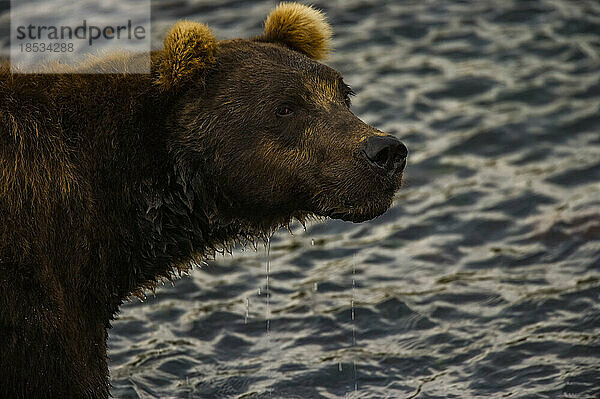 Sibirischer Braunbär (Ursus arctos beringianus) in einem Bach; Kronotsky Zapovednik  Kamtschatka  Russland