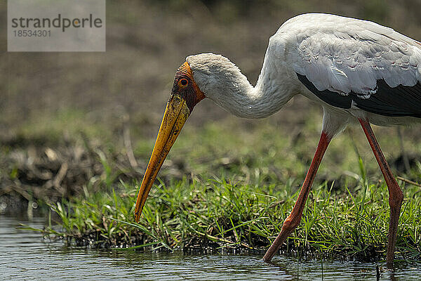 Nahaufnahme eines Gelbschnabelstorchs (Mycteria ibis)  der durch Untiefen im Chobe-Nationalpark läuft; Chobe  Botswana