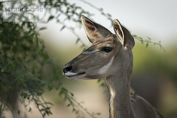 Nahaufnahme eines weiblichen Großen Kudu (Tragelaphus strepsiceros) im Busch im Chobe-Nationalpark; Chobe  Botswana