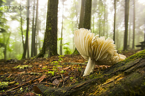 Auf dem Waldboden wachsender Pilz am Balsam Mountain Picknickplatz im Great Smoky Mountains National Park  Tennessee  USA; Tennessee  Vereinigte Staaten von Amerika