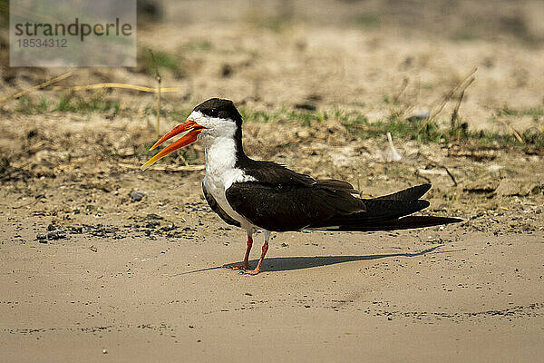 Afrikanischer Scherenschnabel (Rynchops flavirostris) am Sandstrand im Sonnenschein im Chobe-Nationalpark; Chobe  Botswana