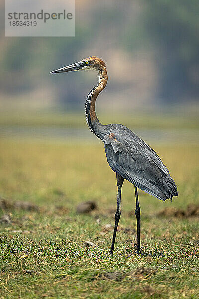 Goliath-Reiher (Ardea goliath) steht starr auf einer grasbewachsenen Überschwemmungsebene im Chobe-Nationalpark; Chobe  Botswana