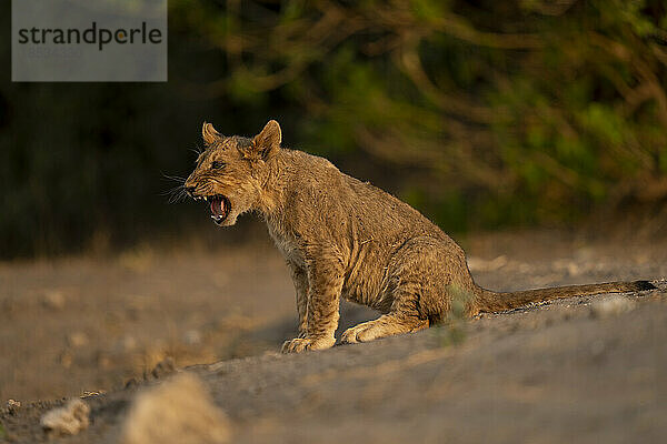 Löwenjunges (Panthera leo) sitzt knurrend auf sandigem Boden im Chobe-Nationalpark; Chobe  Botswana