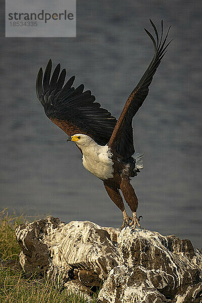 Afrikanischer Fischadler (Haliaeetus vocifer) im Flug von einem Felsen im Chobe-Nationalpark; Chobe  Botswana