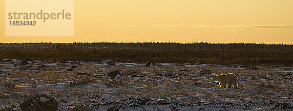 Panoramabild eines von hinten beleuchteten Eisbären (Ursus maritimus); Churchill  Manitoba  Kanada