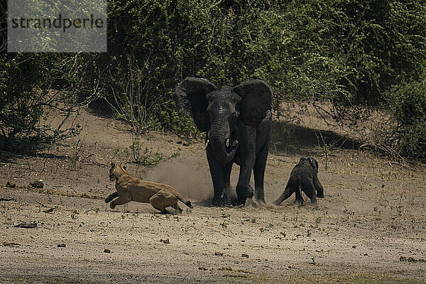 Weiblicher afrikanischer Elefant (Loxodonta africana) jagt Löwin (Panthera leo) von Baby am Flussufer im Chobe-Nationalpark; Chobe  Botswana