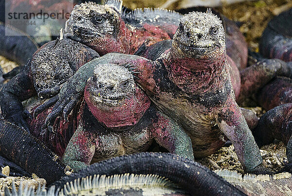 Rot-grüne Meeresleguane (Amblyrhynchus cristatus) bei Punta Suarez auf der Insel Espanola; Insel Espanola  Galapagosinseln  Ecuador