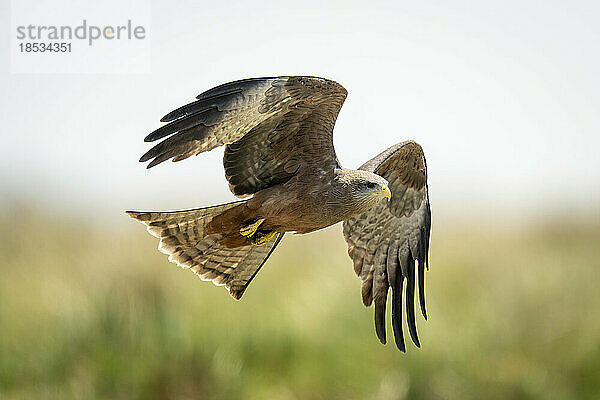 Gelbschnabelmilan (Milvus aegyptius parasitus) fliegt mit erhobenen Flügeln im Sonnenschein im Chobe-Nationalpark; Chobe  Botswana