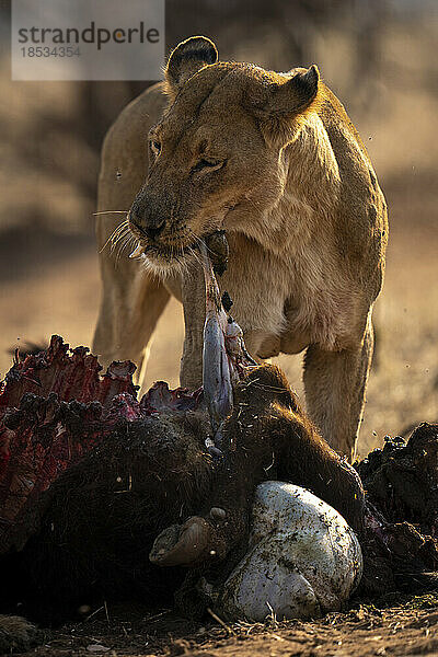 Löwin (Panthera leo) reißt Innereien aus dem Körper eines Kaffernbüffels im Chobe-Nationalpark; Chobe  Botsuana