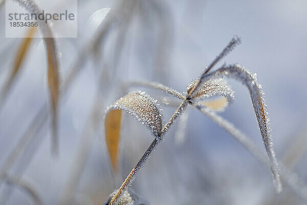 Nahaufnahme von Frost  der gefrorene Pflanzen bedeckt; Surrey  British Columbia  Kanada