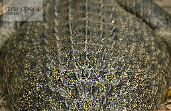 Nahaufnahme der Haut auf dem Rücken eines Krokodils in einem Wildlife Habitat; Port Douglas  Queensland  Australien