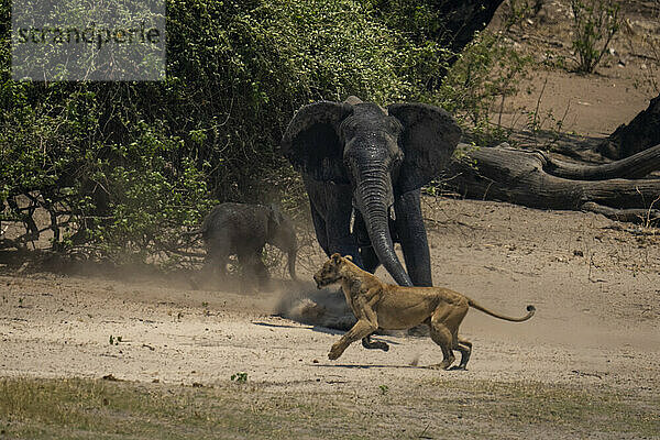 Afrikanischer Buschelefant (Loxodonta africana) lädt Löwin (Panthera leo) am Flussufer im Chobe-Nationalpark auf; Chobe  Botswana