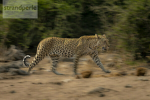 Langsamer Schwenk eines weiblichen Leoparden (Panthera pardus)  der an Büschen im Chobe-Nationalpark vorbeizieht; Chobe  Botswana