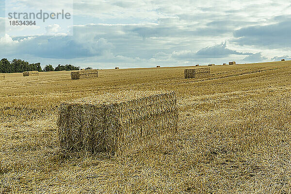 Rechteckige Strohballen inmitten des geernteten goldenen Getreides  Weizenfelder um Rockbourne  nahe Salisbury  unter einem stürmischen  grauen Himmel; Wiltshire  England