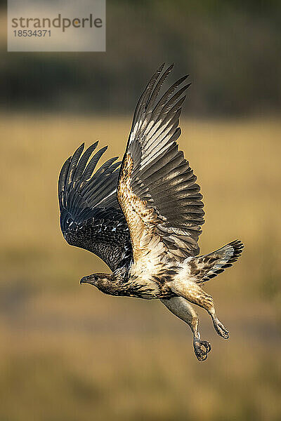 Junger afrikanischer Fischadler (Haliaeetus vocifer) fliegt mit erhobenen Flügeln im Chobe-Nationalpark; Chobe  Botsuana