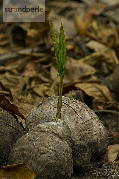 Samen sprießen auf dem Waldboden des Curu Wildlife Refuge; Costa Rica