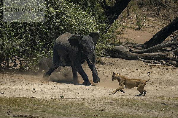 Afrikanischer Buschelefant (Loxodonta africana) lädt Löwin (Panthera leo) am Flussufer im Chobe-Nationalpark auf; Chobe  Botswana