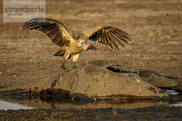 Weißrückengeier (Gyps africanus) breitet seine Flügel auf einem Giraffen-Kadaver im Chobe-Nationalpark aus; Chobe  Botsuana