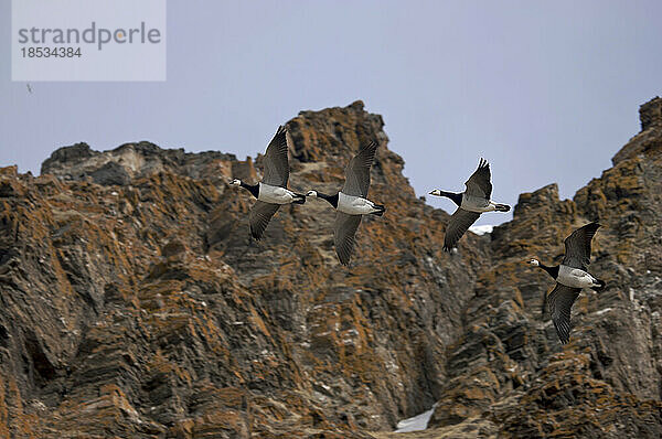 Nonnengänse (Branta leucopsis) im Flug über zerklüfteten Felsen; Krossfjorden  Spitzbergen  Svalbard Archipelago  Norwegen