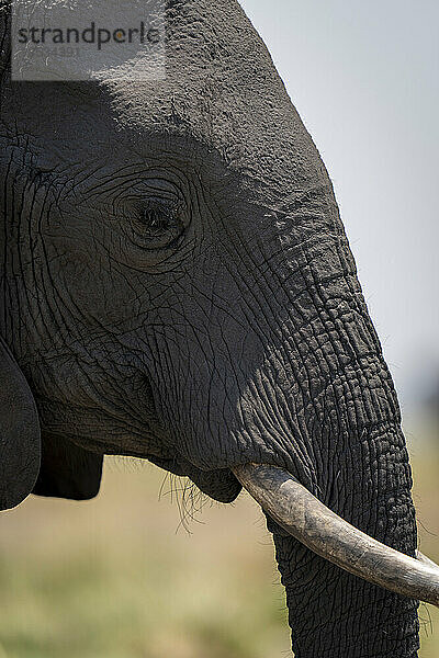 Nahaufnahme des Kopfes eines afrikanischen Buschelefanten (Loxodonta africana) im Profil im Chobe National Park; Chobe  Botswana