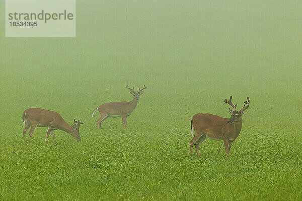 Drei Weißwedelhirsche (Odocoileus virginianus) stehen im Nebel in Cades Cove  Great Smoky Mountains National Park  Tennessee  USA; Tennessee  Vereinigte Staaten von Amerika