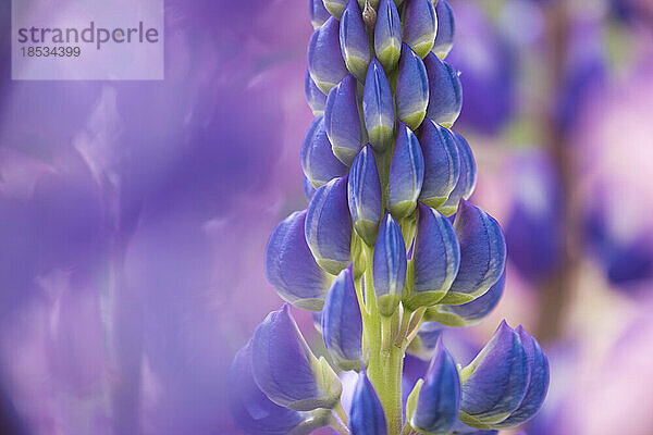 Makroaufnahme einer blühenden Lupine (Lupinus) mit langem Objektiv; Südinsel  Neuseeland