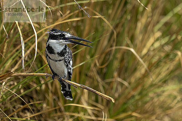 Graufischer (Ceryle rudis) zeigt Fanglicht auf gebogenem Ast im Chobe-Nationalpark; Chobe  Botswana