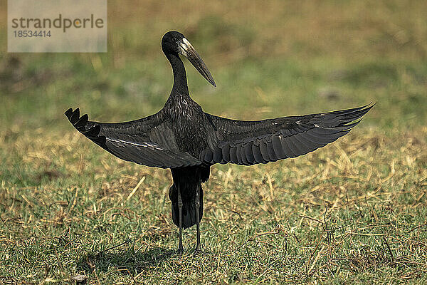 Afrikanischer Offenschnabel (Anastomus lamelligerus) steht auf Gras und öffnet die Flügel im Chobe-Nationalpark; Chobe  Botswana