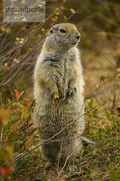 Erdhörnchen (Spermophilus-Arten) in Alarmbereitschaft; Kronotsky Zapovednik  Kamtschatka  Russland