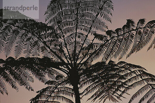 Blick aus dem Himmel auf Palmenwedel in Silhouette; Costa Rica