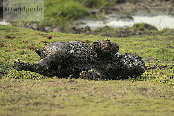 Kleiner afrikanischer Buschelefant (Loxodonta africana) rollt sich am grasbewachsenen Flussufer im Chobe-Nationalpark; Chobe  Botswana