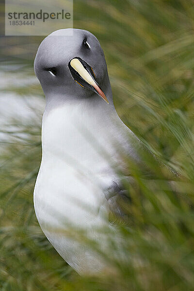 Nahaufnahme eines Graukopfalbatros (Thalassarche chrysostoma)  der den Fotografen mit geneigtem Kopf neugierig anschaut  Elsehul Bay auf der Insel Südgeorgien; Insel Südgeorgien