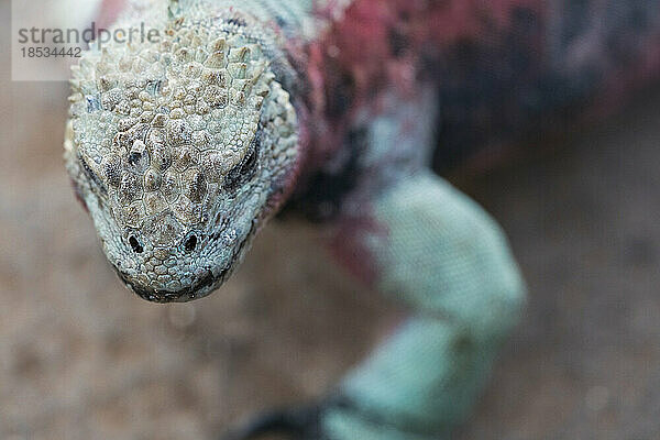 Porträt eines rot-grünen Meeresleguans (Amblyrhynchus cristatus) an der Punta Suarez auf der Insel Espanola; Insel Espanola  Galapagosinseln  Ecuador