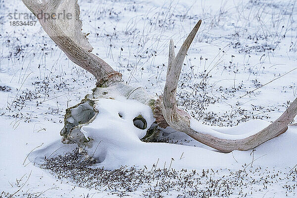 Alter Elchschädel mit Zahnstange  der teilweise mit Schnee bedeckt auf dem Boden liegt; Churchill  Manitoba  Kanada