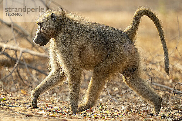 Chacma-Pavian (Papio ursinus) spaziert im Sonnenschein an einem Ast im Chobe-Nationalpark vorbei; Chobe  Botswana