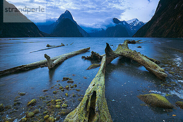 Abgestorbene Bäume bei Ebbe an den Ufern des Fjords und der Berg Mitre Peak in der Ferne im Fiordland National Park  Milford Sound  Neuseeland; Südinsel  Neuseeland