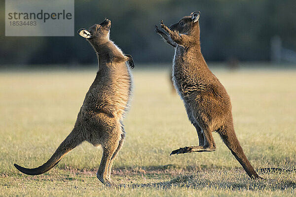 Kängurus (Macropus rufus) auf der Känguru-Insel; Adelaide  Südaustralien  Australien