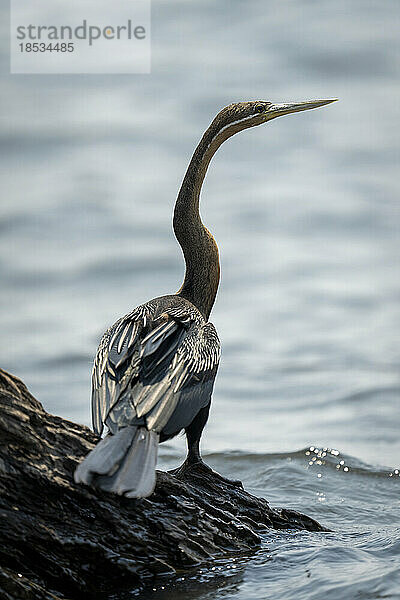 Afrikanische Schlangenhalsvogel (Anhinga rufa) auf totem Baumstamm im Fluss  Chobe-Nationalpark; Chobe  Botswana