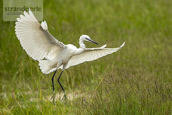 Seidenreiher (Egretta garzetta) im Flug; Okavango-Delta  Botswana