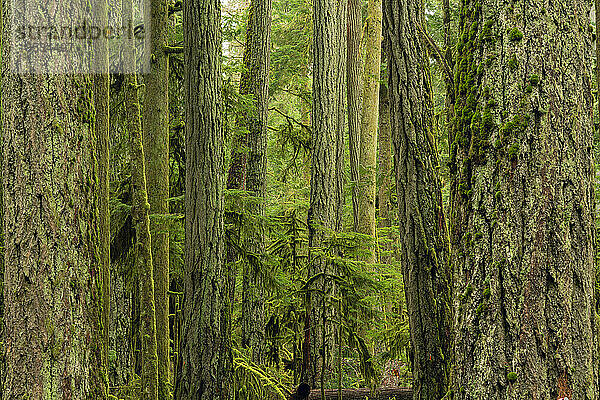 Nahaufnahme von moosbewachsenen Baumstämmen und Laub im üppigen und grünen Regenwald auf Vancouver Island; Port Renfrew  British Columbia  Kanada