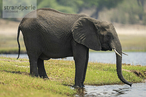 Afrikanischer Elefant (Loxodonta africana) steht mit baumelndem Rüssel über dem Fluss  Chobe National Park; Chobe  Botswana