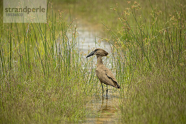 Hammerkopf (Scopus umbretta)  stehend im flachen Wasser zwischen Gräsern während der Regenzeit; Okavango-Delta  Botswana