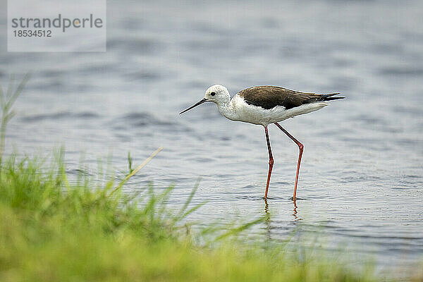 Schwarzflügel-Stelzenläufer (Himantopus himantopus) im flachen Wasser nahe dem grasbewachsenen Flussufer im Chobe-Nationalpark; Chobe  Botswana