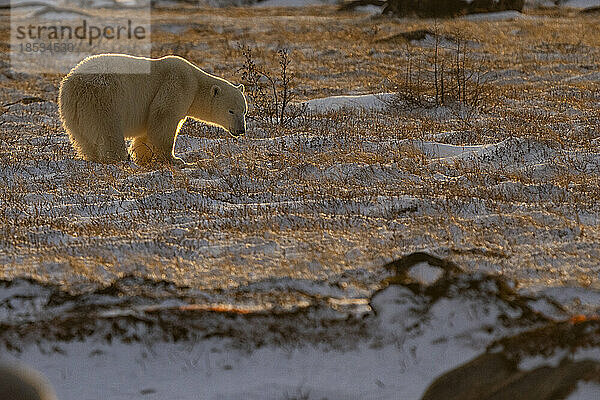 Eisbär (Ursus maritimus) stehend mit Gegenlicht; Churchill  Manitoba  Kanada