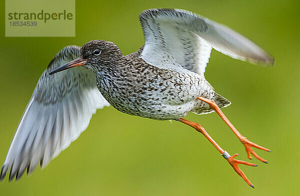 Tüpfelrotschenkel (Tringa erythropus) im Flug auf grünem Hintergrund; Island