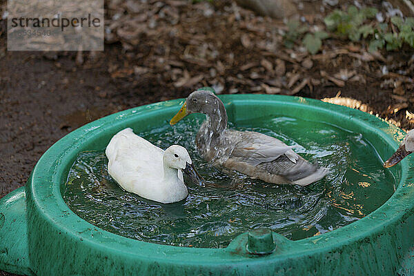 Zwei Enten genießen das Wasser in einem Kinderbecken in ihrem Gehege; Port Alberni  British Columbia  Kanada