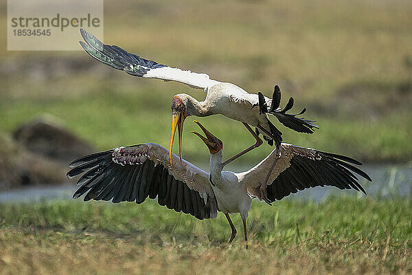 Zwei Gelbschnabelstörche (Mycteria ibis) kämpfen am grasbewachsenen Flussufer im Chobe-Nationalpark; Chobe  Botswana